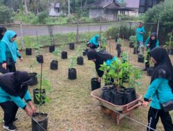 PKK Singkep Barat Lakukan Bersih-bersih Kebun Cabe