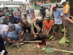 Warga Dabo Singkep Antusias Saat Penyembelihan Sapi Qurban Presiden RI