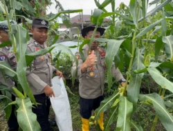 Polres Lingga panen 500 kg jagung